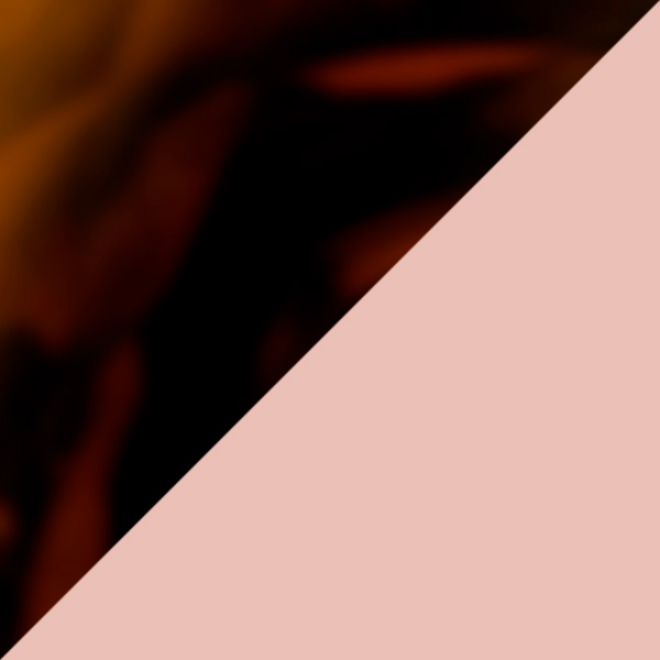 Tortoise on Transparent Pink