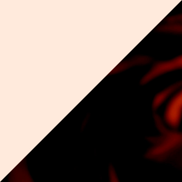 Transparent Pink/Tortoise