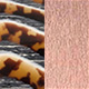 Tortoiseshell Vintage Shiny/Or Rose Polished