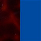 Tortoiseshell Cherry Shiny/Blue Majorelle Satin