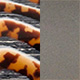 Tortoiseshell Vintage Shiny/Taupe Satin