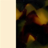 Tortoiseshell Tokyo Shiny/Ivory Shiny